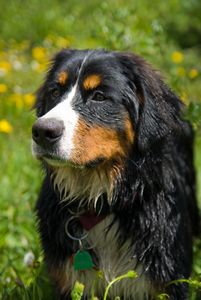 BERNESE MOUNTAIN DOG, BERNER SENNENHUND 