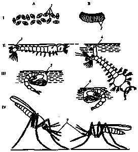  ixodidae,    Acariformes. - . 2 