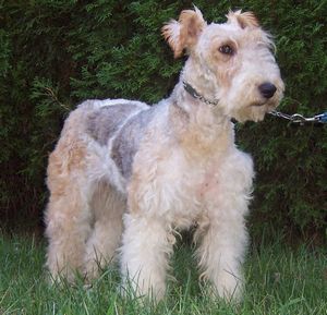 WIREHAIRED FOX TERRIER 
