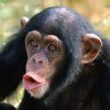 Сексуальная эволюция шимпанзе