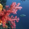 Установлен герпес у кораллов