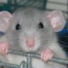 Особенности владения крысами