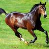 Лошади – советы по уходу от ветеринаров с сайта vetinfoportal.ru